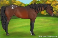 Horse Color:Bay Appaloosa Rabicano 
