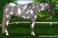 Horse Color:White Spotted Liver Red Roan 