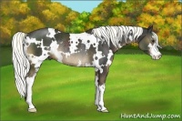 Horse Color:White Spotted Liver Chestnut Sabino Rabicano