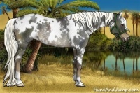 Horse Color:White Spotted Liver Chestnut Rabicano 