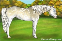 Horse Color:White Spotted Liver Red Dun Onyx Splash Rabicano
