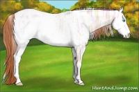 Horse Color:White Spotted Buckskin Ice Pearl Appaloosa