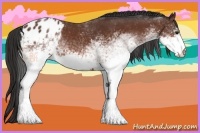 Horse Color:White Spotted Bay Varnish 