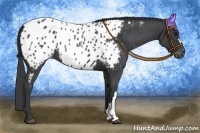 Horse Color:Blue Roan Appaloosa