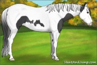 Horse Color:Smoky Black Sabino Splash Tobiano