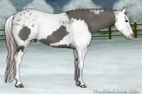 Horse Color:Grullo Sabino Splash and Grullo Sabino Splash Blanket
