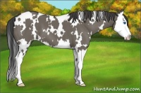 Horse Color:White Spotted Smoky Grullo Splash