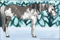 Horse Color:Grullo Sabino  and Grullo Sabino Rabicano 