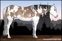 Horse Color:White Spotted Buckskin Splash Rabicano 
