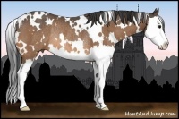 Horse Color:White Spotted Buckskin Splash Rabicano