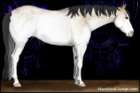 Horse Color:White Spotted Bay Dun Sabino 