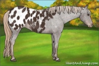 Horse Color:Liver Chestnut Appaloosa 