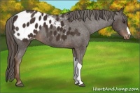 Horse Color:Liver Chestnut Appaloosa 