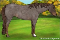 Horse Color:Liver Red Roan 