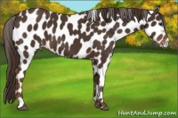 Horse Color:Liver Chestnut Appaloosa 