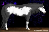 Horse Color:Smoky Black Sabino Frame