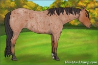 Horse Color:Bay Roan 