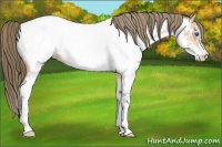 Horse Color:Bay Splash Appaloosa
