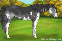 Horse Color:Black Splash