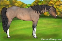 Horse Color:Buckskin Roan