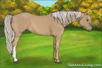Horse Color:Palomino