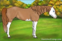 Horse Color:Chestnut Splash