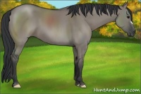 Horse Color:Grullo 