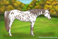 Horse Color:Chestnut Near Leopard 