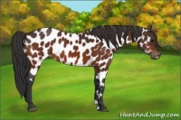 Horse Color:Bay Appaloosa