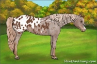 Horse Color:Chestnut Appaloosa