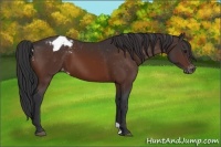 Horse Color:Brown Appaloosa