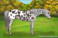 Horse Color:Liver Chestnut Appaloosa
