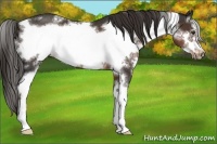 Horse Color:White Spotted Liver Chestnut Sabino Frame Rabicano