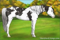 Horse Color:White Spotted Liver Chestnut Splash