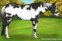 Horse Color:White Spotted Liver Chestnut Frame