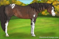 Horse Color:Liver Chestnut Sabino Appaloosa 