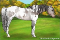Horse Color:White Spotted Liver Chestnut Varnish Rabicano 