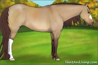 Horse Color:Chocolate Buckskin Dun 