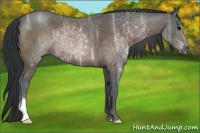 Horse Color:Bay Ice 