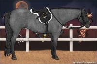 Horse Color:Blue Roan 