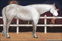 Horse Color:Gray Chestnut 