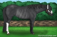 Horse Color:Black Rabicano 
