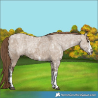 Horse Color:White Spotted Liver Red Dun Ice 