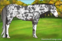 Horse Color:Liver Chestnut Ice Splash 