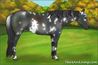 Horse Color:White Spotted Black 