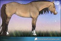 Horse Color:Buckskin Dun 