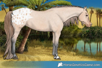 Horse Color:Bay Dun Appaloosa 