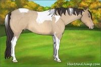 Horse Color:Amber Cream Champagne Roan Tobiano 