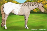Horse Color:Red Roan Appaloosa
