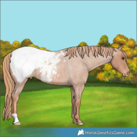 Horse Color:Red Roan Snowcap 